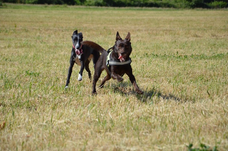 Nos chiens
